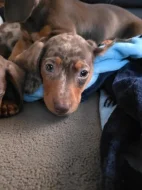 🐾 Štěňátka hladkosrstého jezevčíka k dispozici 🐾
