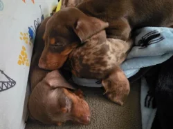 🐾 Štěňátka hladkosrstého jezevčíka k dispozici 🐾