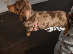 🐾 Štěňátka hladkosrstého jezevčíka k dispozici 🐾