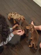 🐾 Štěňátka hladkosrstého jezevčíka k dispozici 🐾