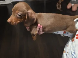 🐾 Štěňátka hladkosrstého jezevčíka k dispozici 🐾