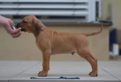 Dva luxusní pejsci s PP, Rhodeský ridgeback