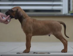 Dva luxusní pejsci s PP, Rhodeský ridgeback