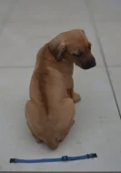 Dva luxusní pejsci s PP, Rhodeský ridgeback