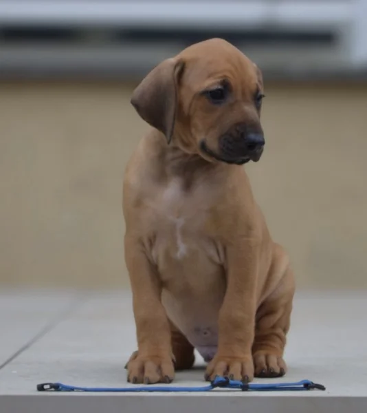 Dva luxusní pejsci s PP, Rhodeský ridgeback