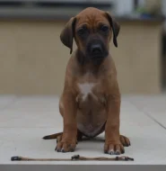 Dva luxusní pejsci s PP, Rhodeský ridgeback