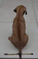 Dva luxusní pejsci s PP, Rhodeský ridgeback