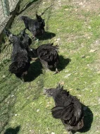Ayam Cemani slípky loňské