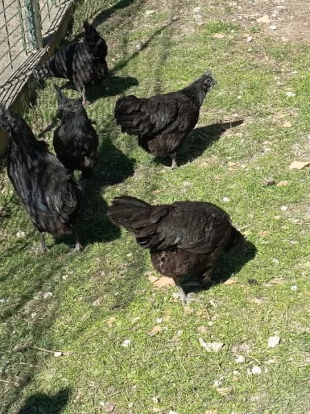 Ayam Cemani slípky loňské