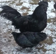 Ayam Cemani slípky loňské