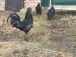 Ayam Cemani slípky loňské