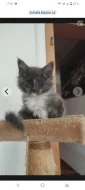 Mainská mývalí koťátka