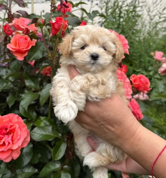 Maltipoo