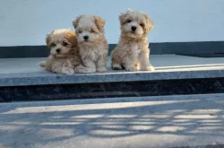 Maltipoo