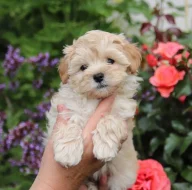 Maltipoo