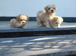 Maltipoo
