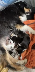 australští ovčáci s PP k odběru