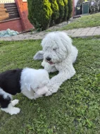 Bobtail