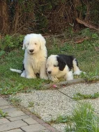 Bobtail