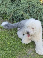 Bobtail