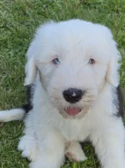 Bobtail