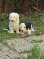 Bobtail