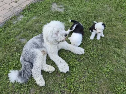 Bobtail