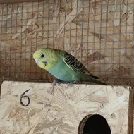 Andulky