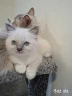 Ragdoll koťata