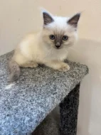 Ragdoll koťata