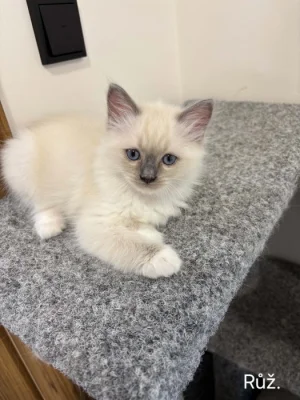 Ragdoll koťata