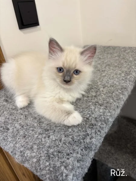 Ragdoll koťata