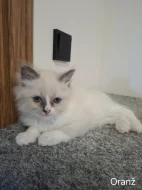 Ragdoll koťata