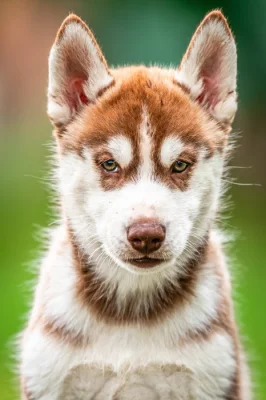 Sibiřský husky s PP