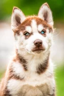 Sibiřský husky s PP