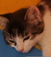 Daruji koťátko