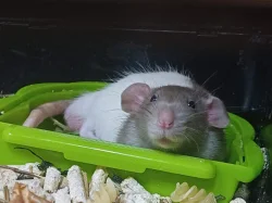 Potkan dumbo