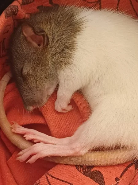 Potkan dumbo