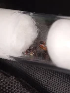 Mravenec drnový (Tetramorium caespitum complex)