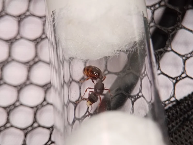 Mravenec drnový (Tetramorium caespitum complex)