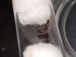 Mravenec drnový (Tetramorium caespitum complex)