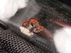 Mravenec nikobarský (Camponotus nicobarensis)