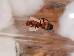 Mravenec nikobarský (Camponotus nicobarensis)