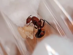 Mravenec nikobarský (Camponotus nicobarensis)