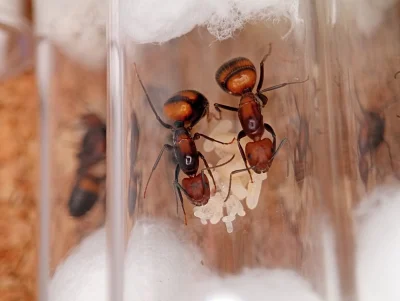 Mravenec nikobarský (Camponotus nicobarensis)