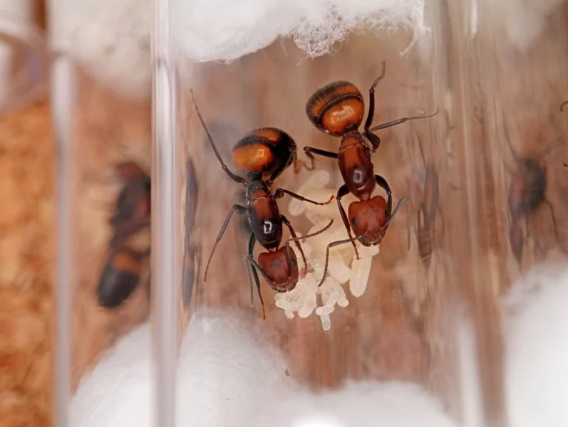 Mravenec nikobarský (Camponotus nicobarensis)