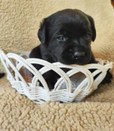 Labradorský retriever