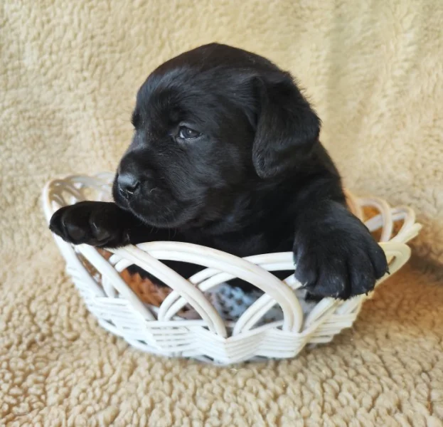 Labradorský retriever