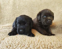 Labradorský retriever