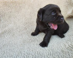 Labradorský retriever